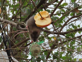 Finom lehet, ha a madarak szeretik!