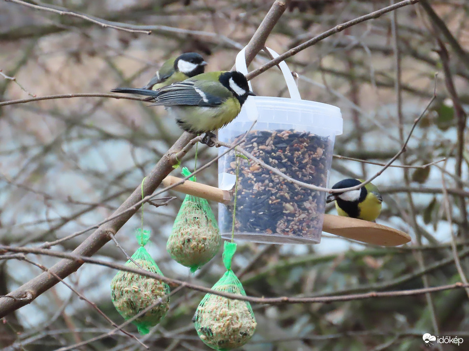 A Széncinegék is nyüzsögtek