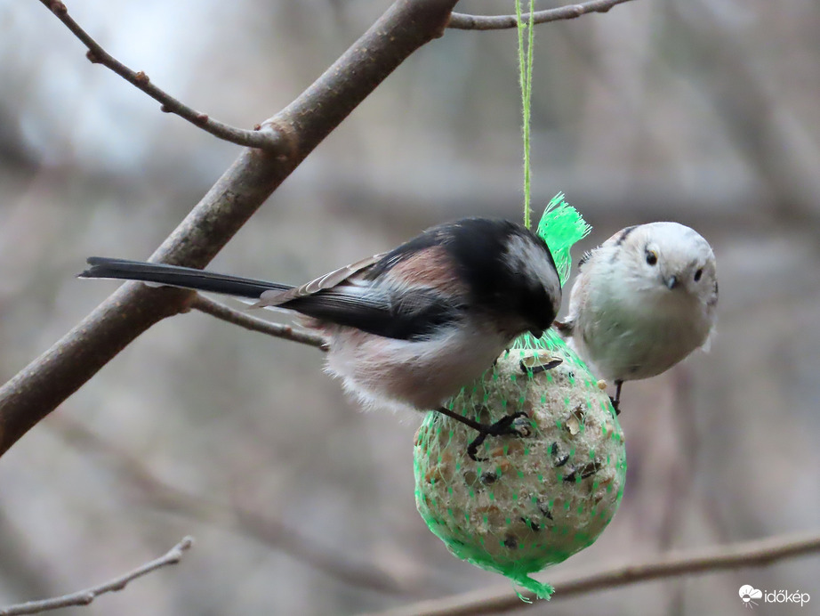 Őszapós délutánom volt