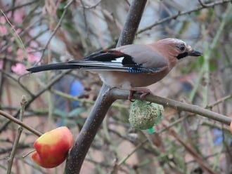 Én is szeretem a cinkegolyót!