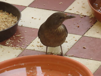 Megszomjaztam, mert sokat ettem!