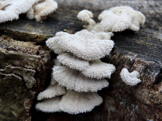 Hasadtlemezű gomba?