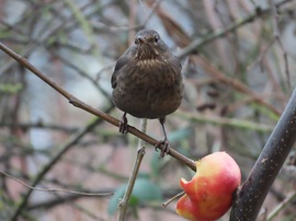 Már unom az almát!