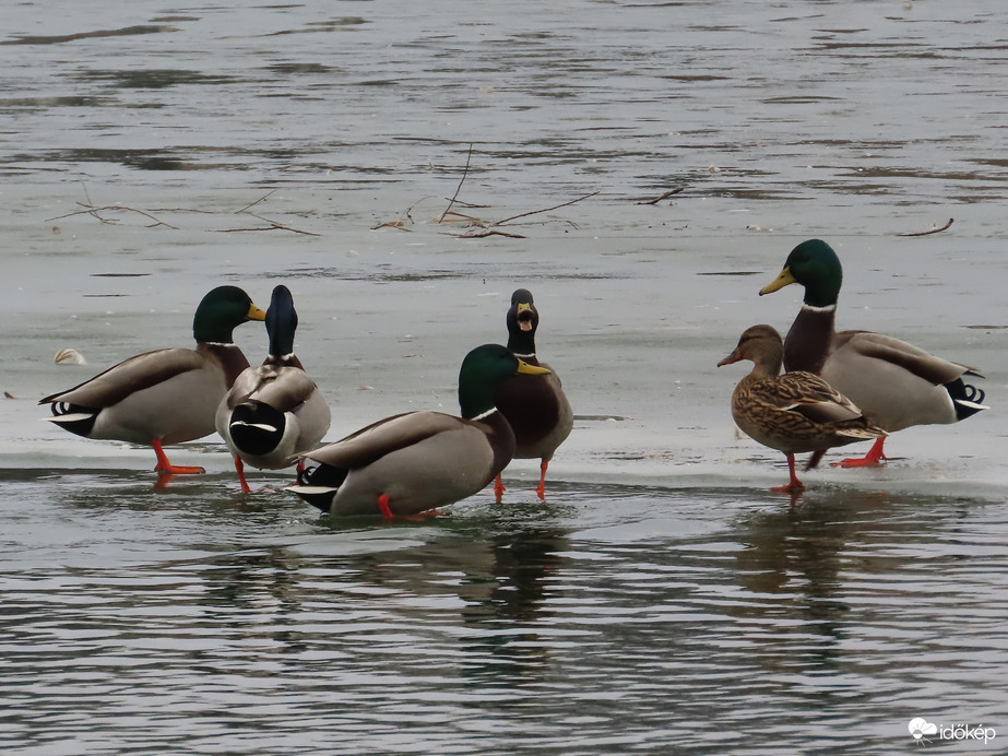 Élet jégen és vízen