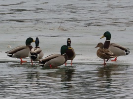 Élet jégen és vízen