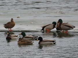 Élet jégen és vízen