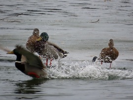 Élet jégen és vízen