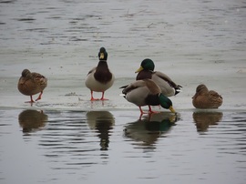 Élet jégen és vízen