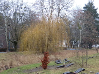 Ébredezik a Szomorúfűz