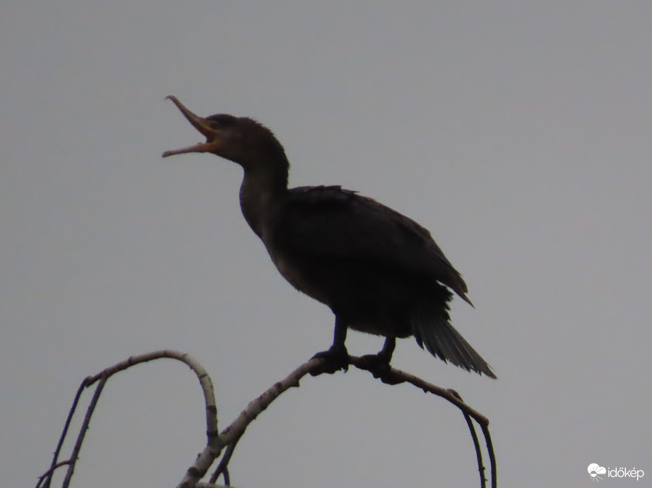 Világgá kiáltom: megérkeztem!