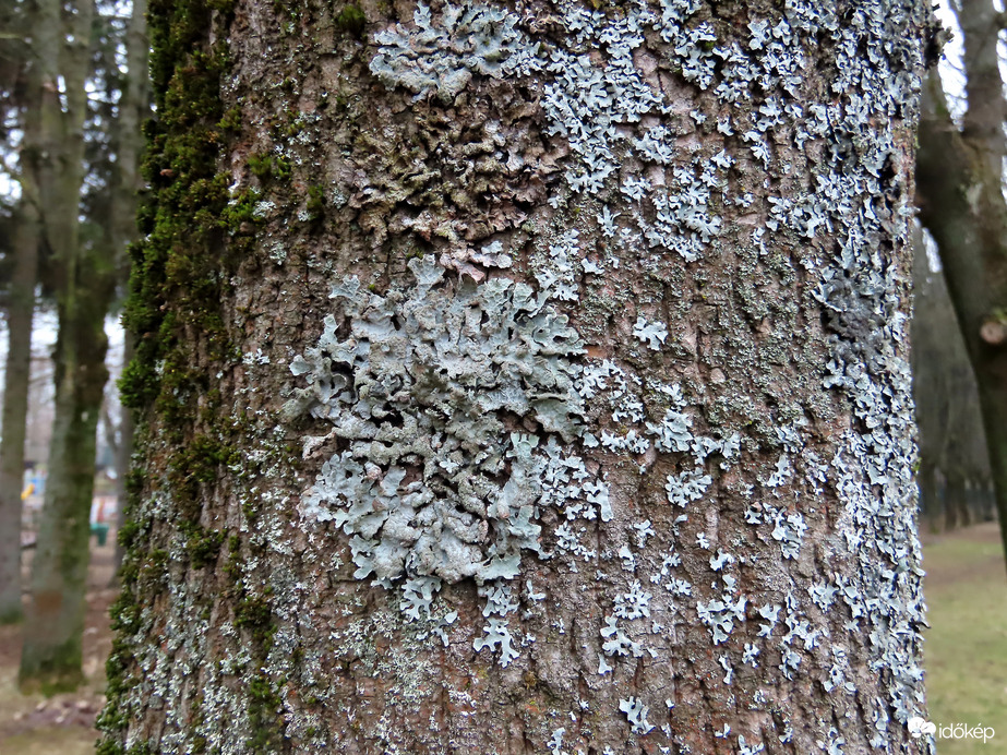 Zuzmók a fa törzsén