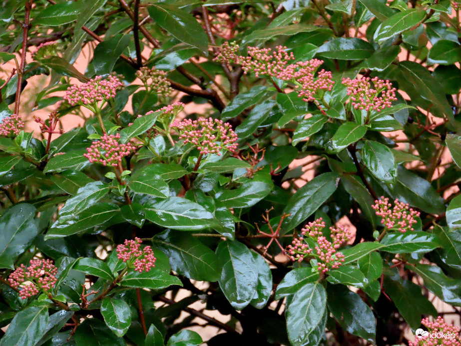 Téli bangita szitáló esőben