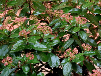 Téli bangita szitáló esőben