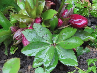 Bimbós hunyor vizesen