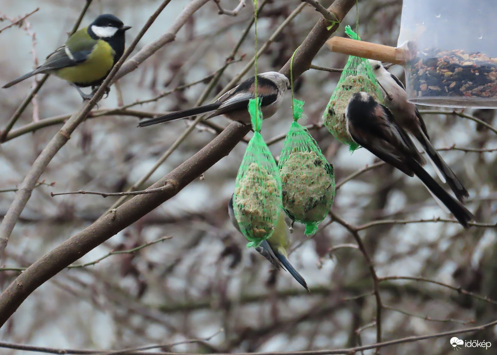 Nagy a forgalom a cinkegolyókon
