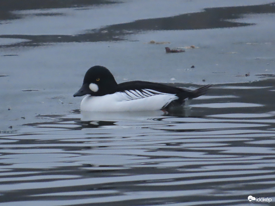 Kerceréce a Csónakázó-tavon