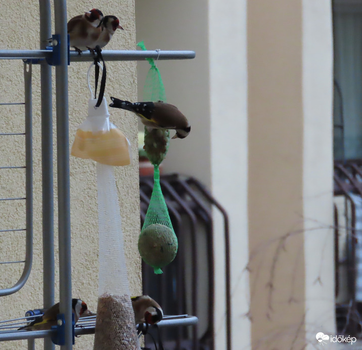 Reggeli életkép a loggián