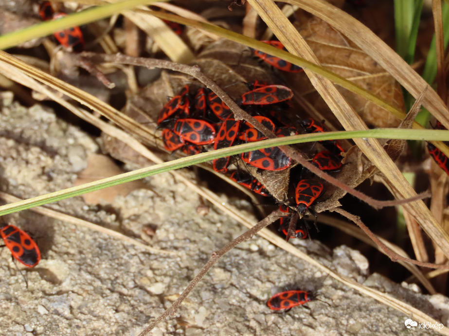 A napsütés előcsalogatta a Bodobácsokat