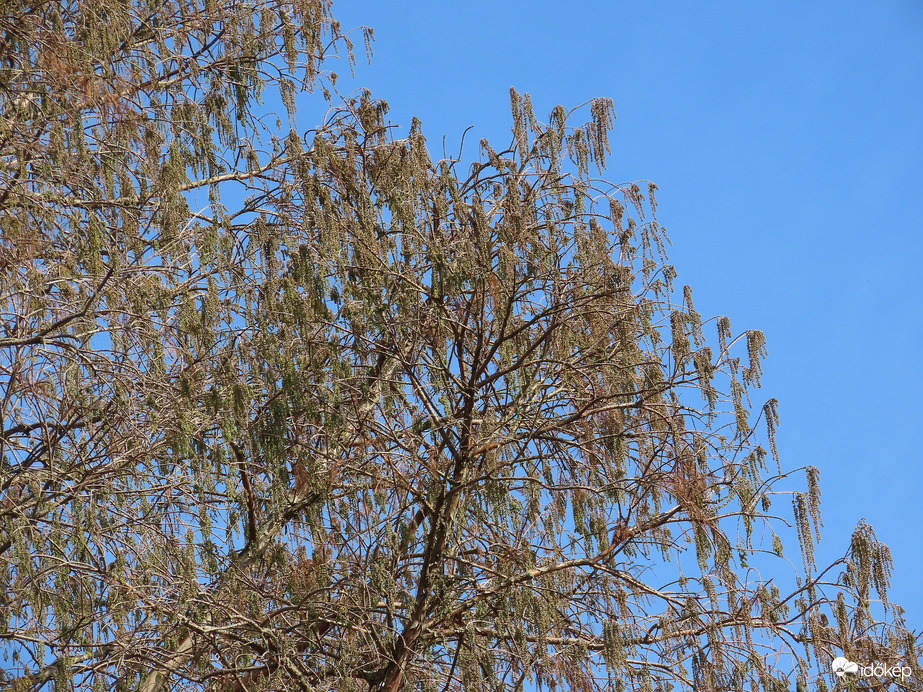 Zöldül a Mocsárciprus