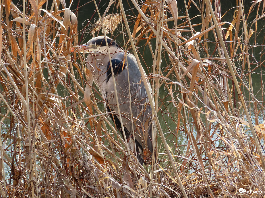 Nádszálak mögött megbújva