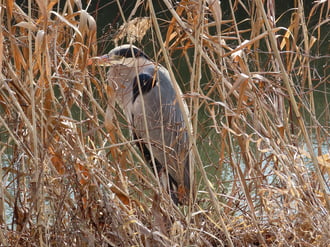 Nádszálak mögött megbújva