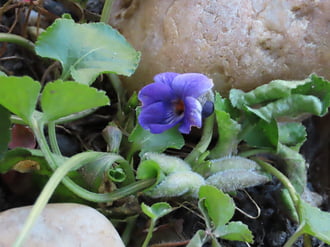 Találtam egy szál ibolyát