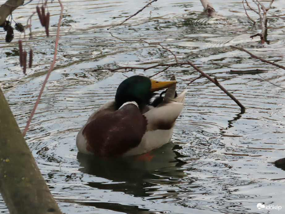 Tollászkodó Tőkés réce