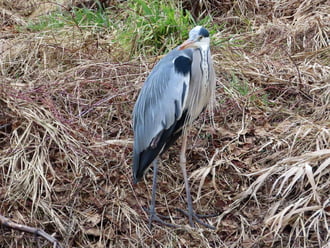 A kutyások megzavarták a pihenőmet!