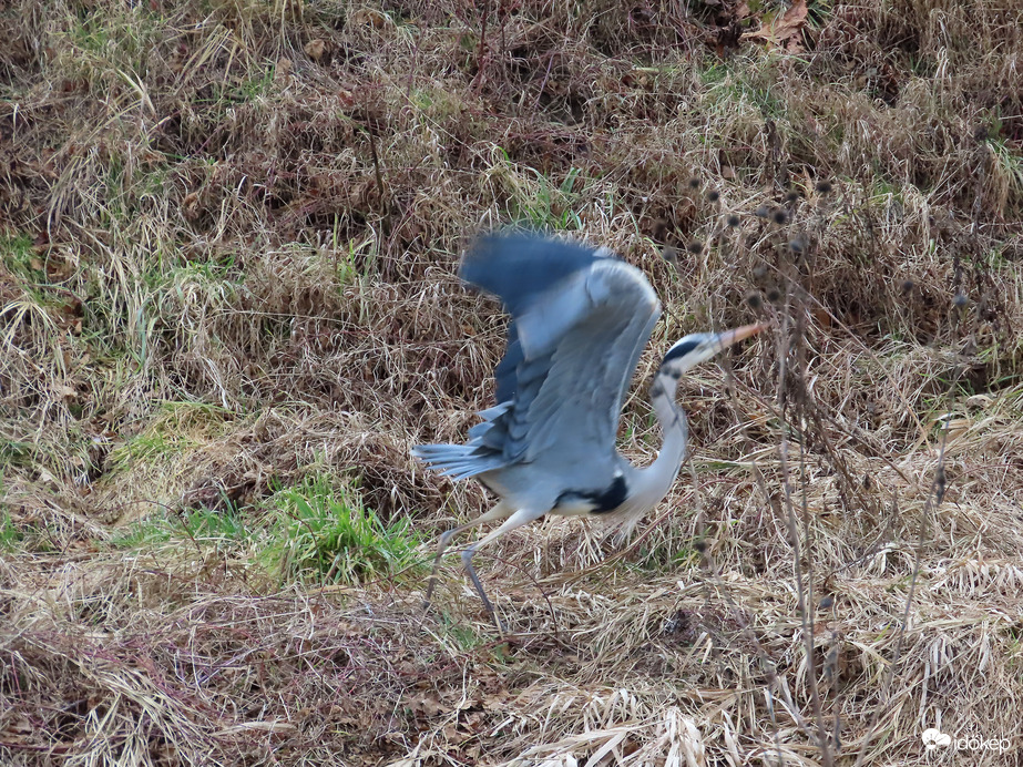 Menekülőre fogtam!