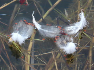 Tollak a víz felszínén