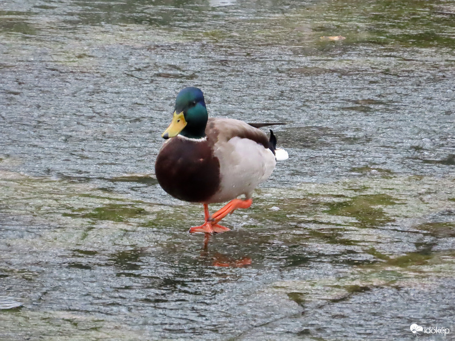 Csak óvatosan! Vékony a jég!