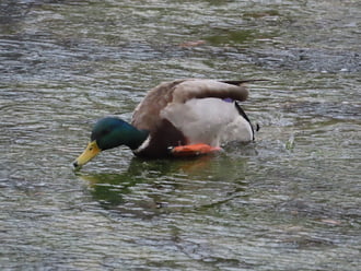 Még jó,hogy tudok úszni!