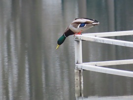 Ugráshoz felkészülni!