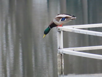 Ugráshoz felkészülni!