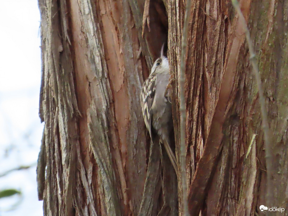 Óriási madárforgalom a Csónakázó-tó szigetén: Fakusz