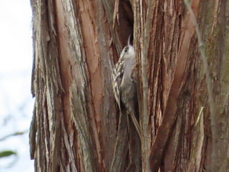Óriási madárforgalom a Csónakázó-tó szigetén: Fakusz