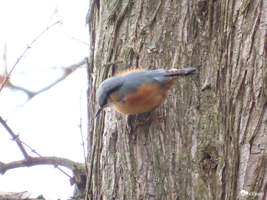 Óriási madárforgalom a Csónakázó-tó szigetén: Csuszka