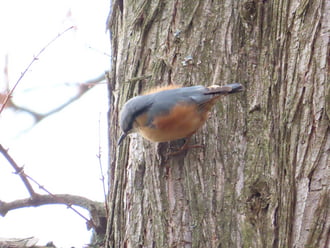Óriási madárforgalom a Csónakázó-tó szigetén: Csuszka