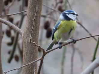 Óriási madárforgalom a Csónakázó-tó szigetén: Kék cinege