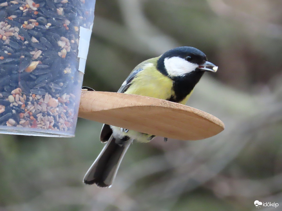 Óriási madárforgalom a Csónakázó-tó szigetén: Széncinege