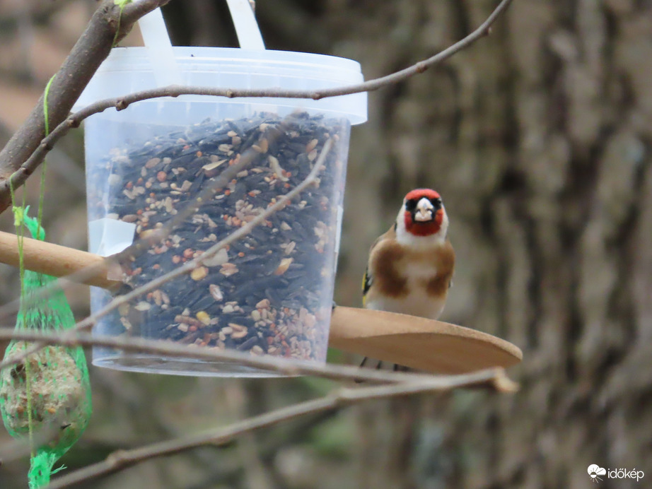 Óriási madárforgalom a Csónakázó-tó szigetén: Tengelic
