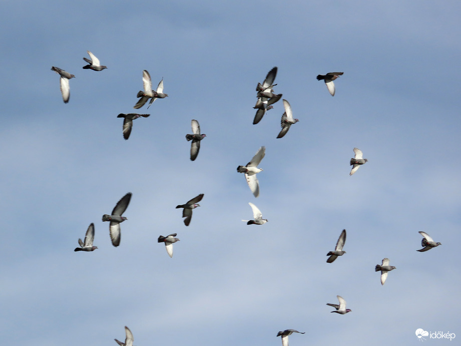 Szárnyaló galambcsapat