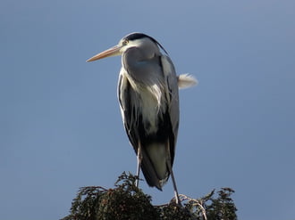 Szélirányjelző tollak