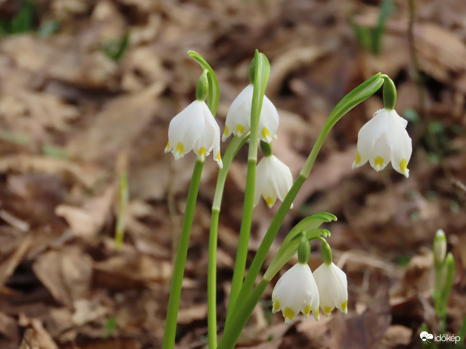 Ébred a természet a Kámoni Arborétumban
