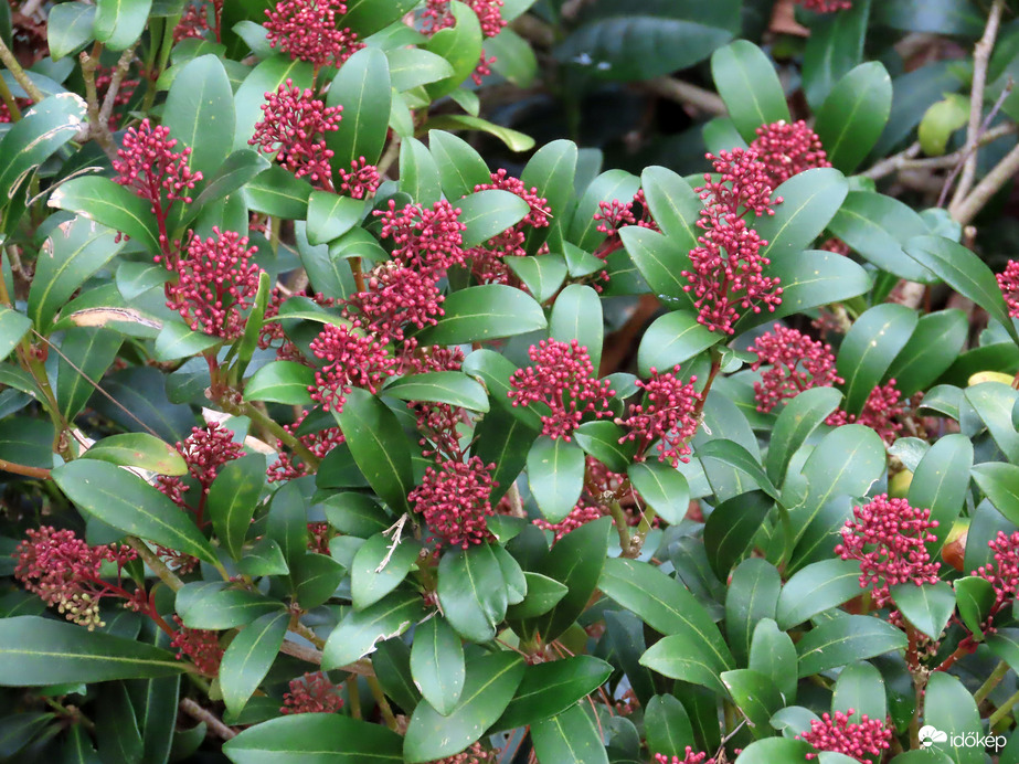 Ébred a természet a Kámoni Arborétumban