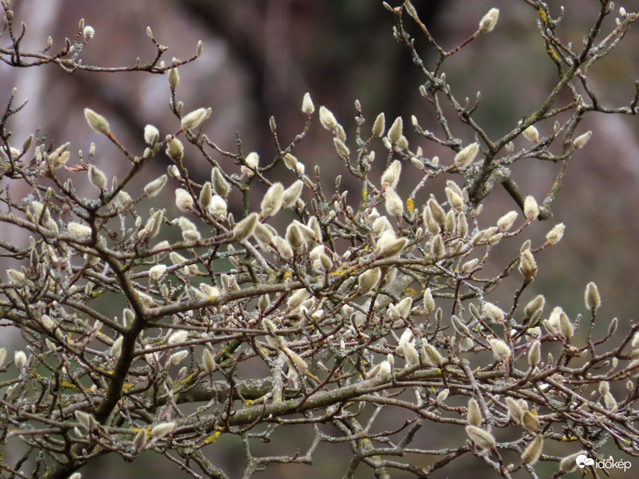 Ébred a természet a Kámoni Arborétumban