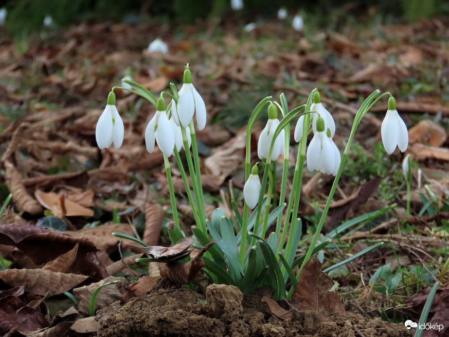 Ébred a természet a Kámoni Arborétumban