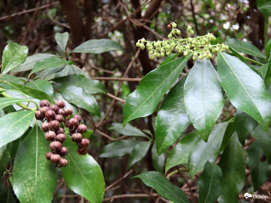 Ébred a természet a Kámoni Arborétumban