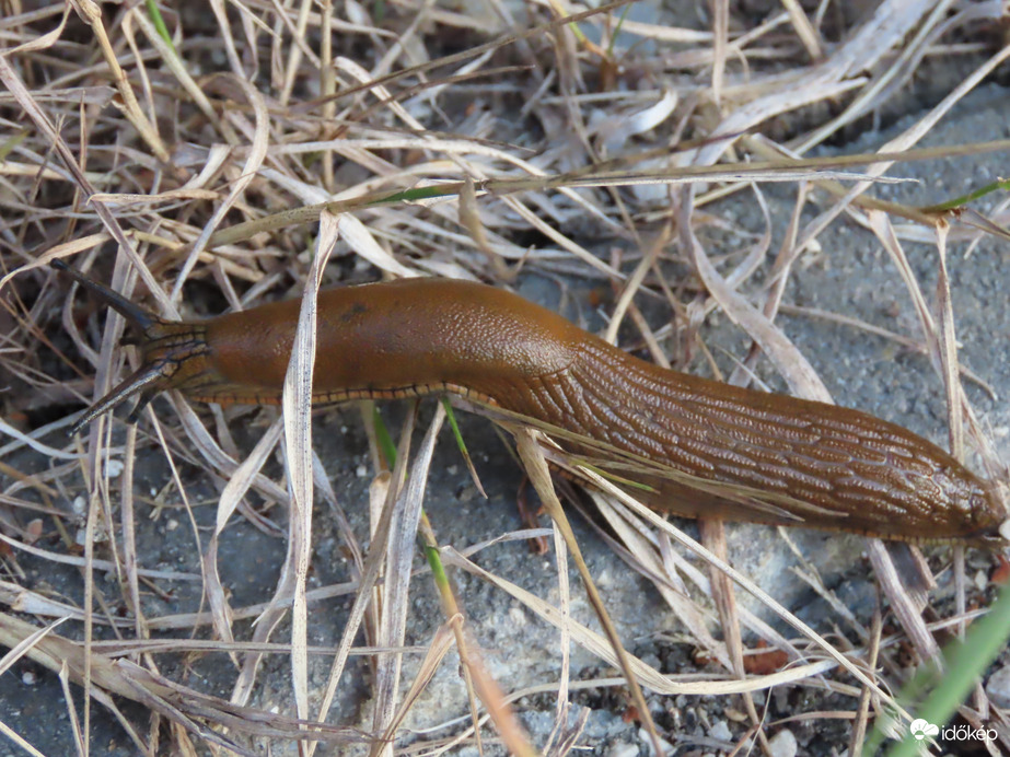 A meztelencsiga