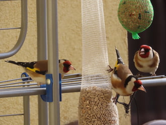 Inkább együnk és ne veszekedjünk!